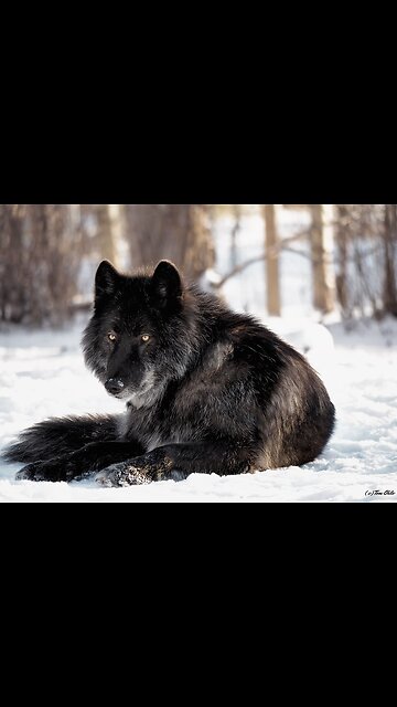 AmericanWolfdog Puppy Went to The Dog Park and This Happened #shorts #wolf