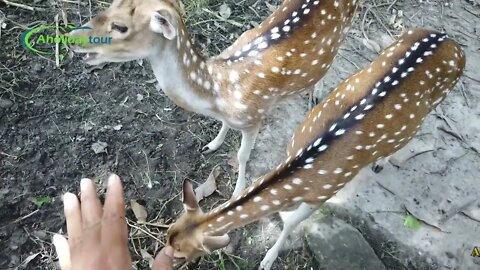 উত্তরা গণভবনের পশু পাখি ও চিড়িয়াখানা