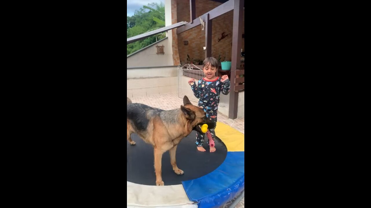 dog on trampoline