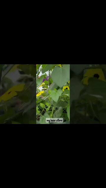 Amish garden store￼