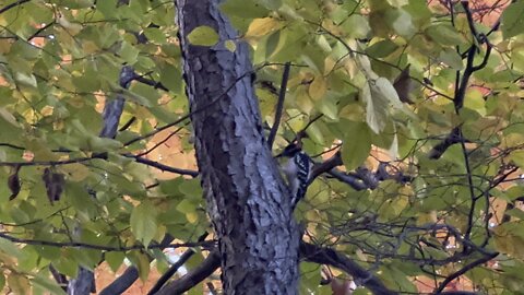 Hairy Wood Pecker James Gardens Toronto
