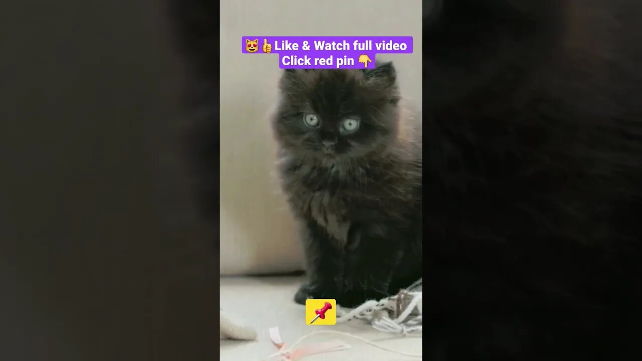 CUTE AND FUNNY CAT COMPILATION 😻