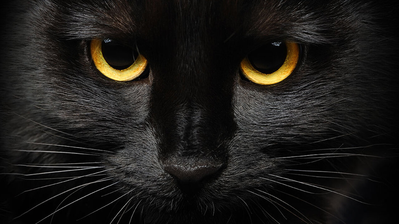 Black cat with yellow eyes