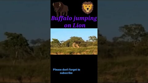 Buffalo jumping on lion 🦁#shorts #youtubeshorts #shortsfeed