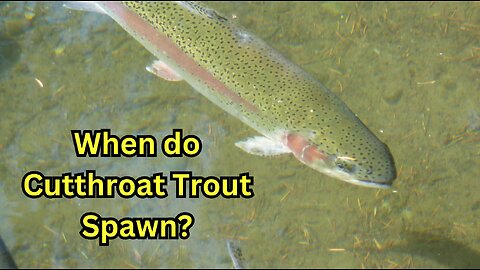 When do Cutthroat Spawn?