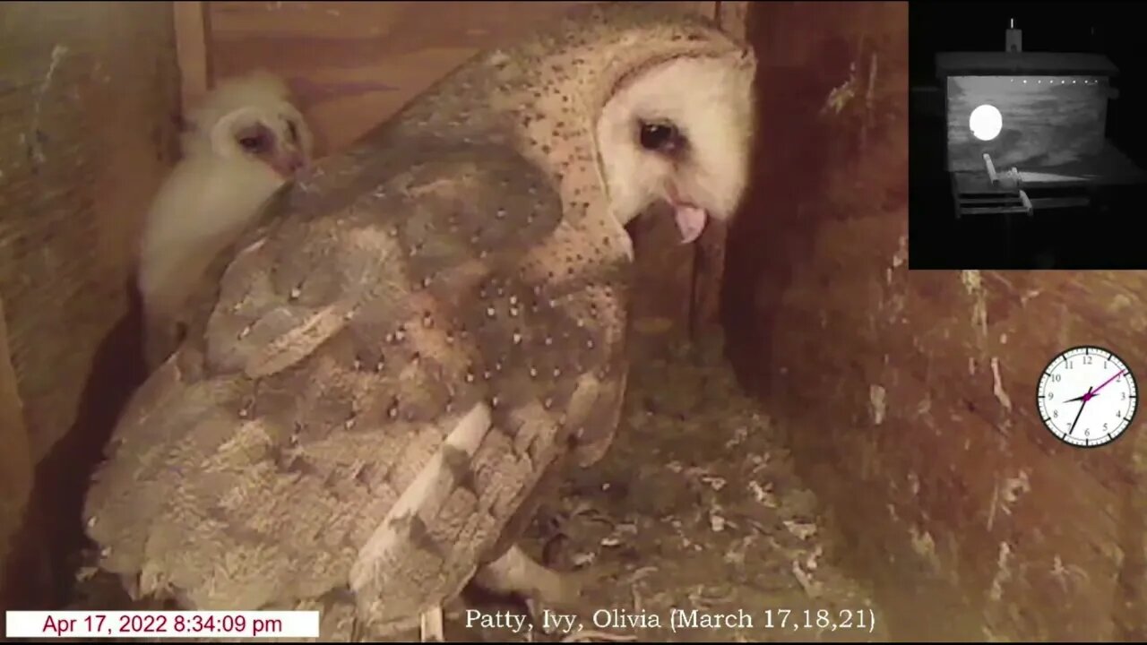Owlets had a great Easter, I hope everyone did, especially TF.4-17-22