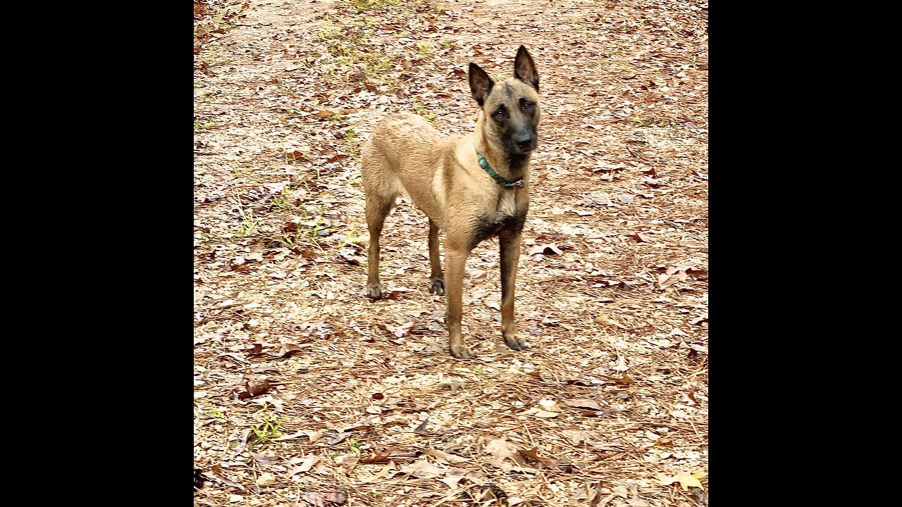 Belgian Malinois dog tracks brother over hill.