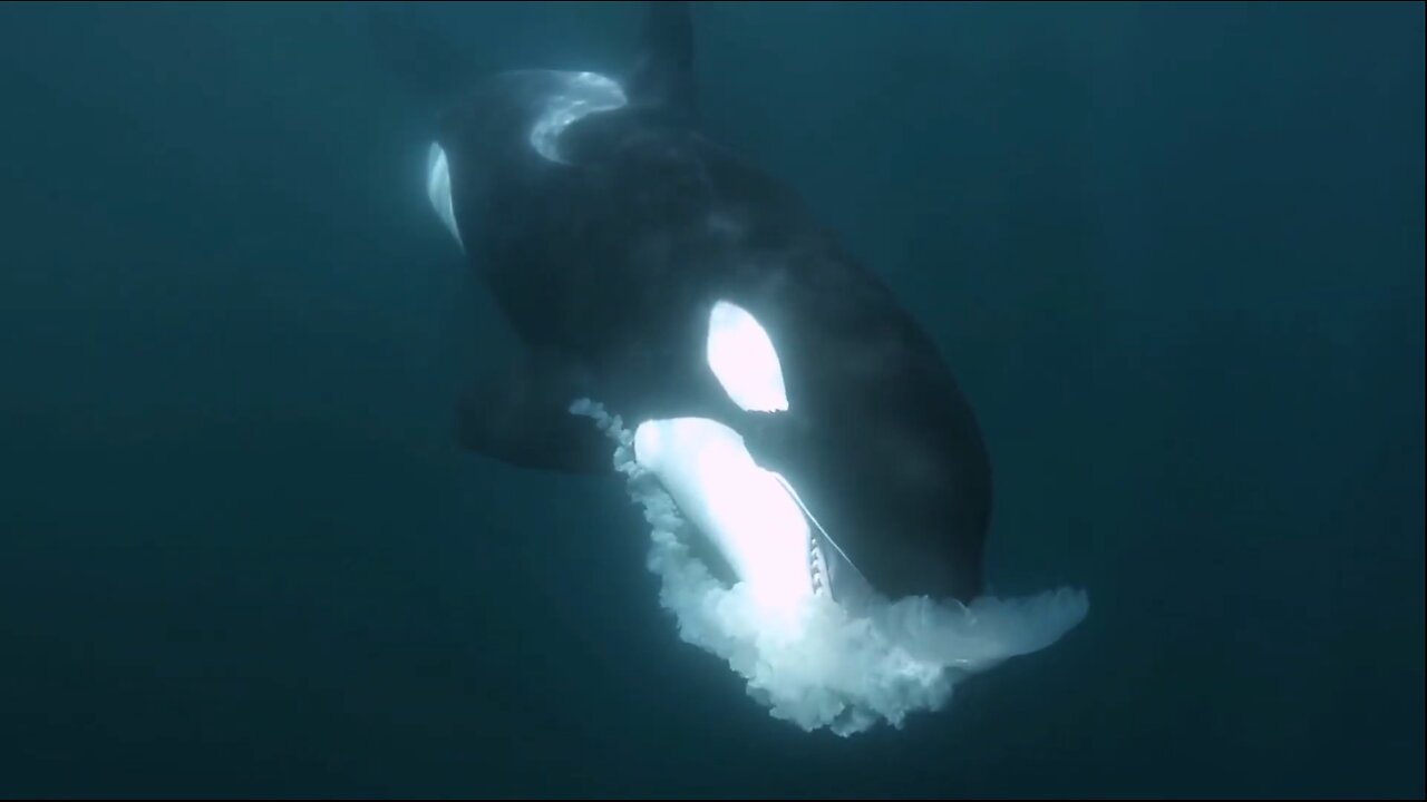 Amazing Orca Whale in the Sea Relaxing Video - AnimalHero