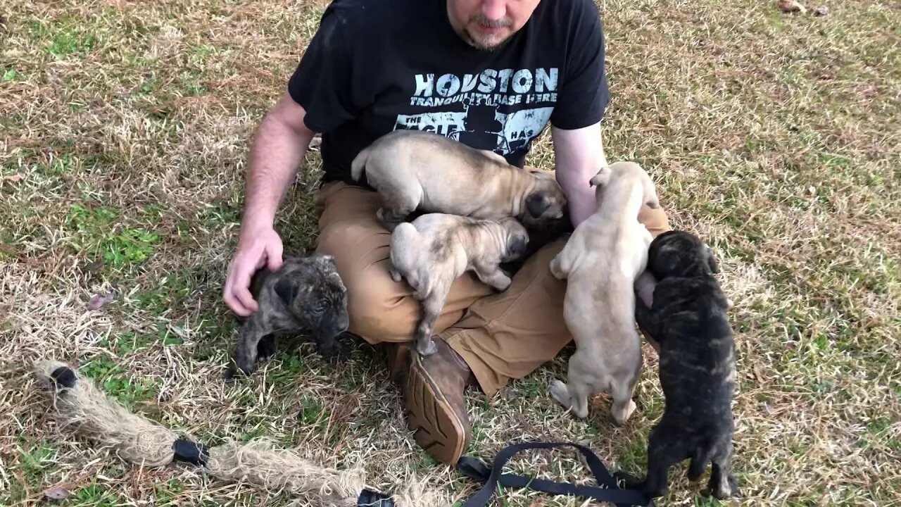 Scratch x Jazz pups at 5 weeks