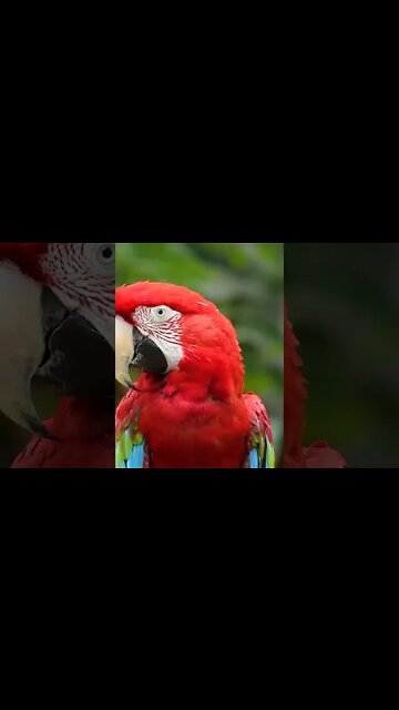 Oh Hai Parrot | #shorts