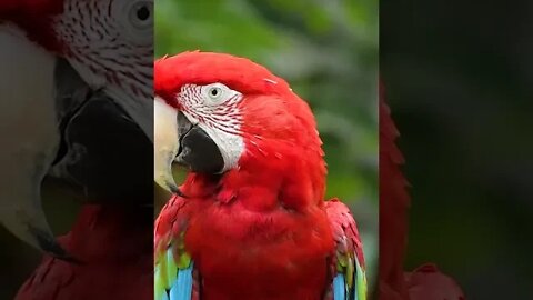 Oh Hai Parrot | #shorts