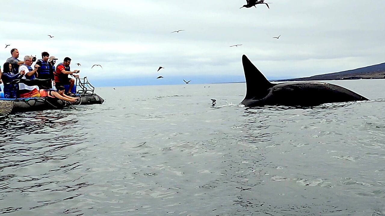 Orca Inspects Tourists In A Tiny Boat In Galapagos Islands