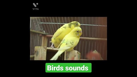 sounds that birds are attracted to,//shorts