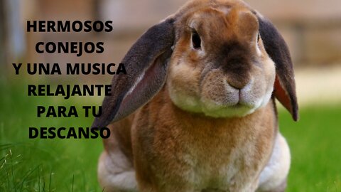 Hermosos conejos y una música relajante para tu descanso