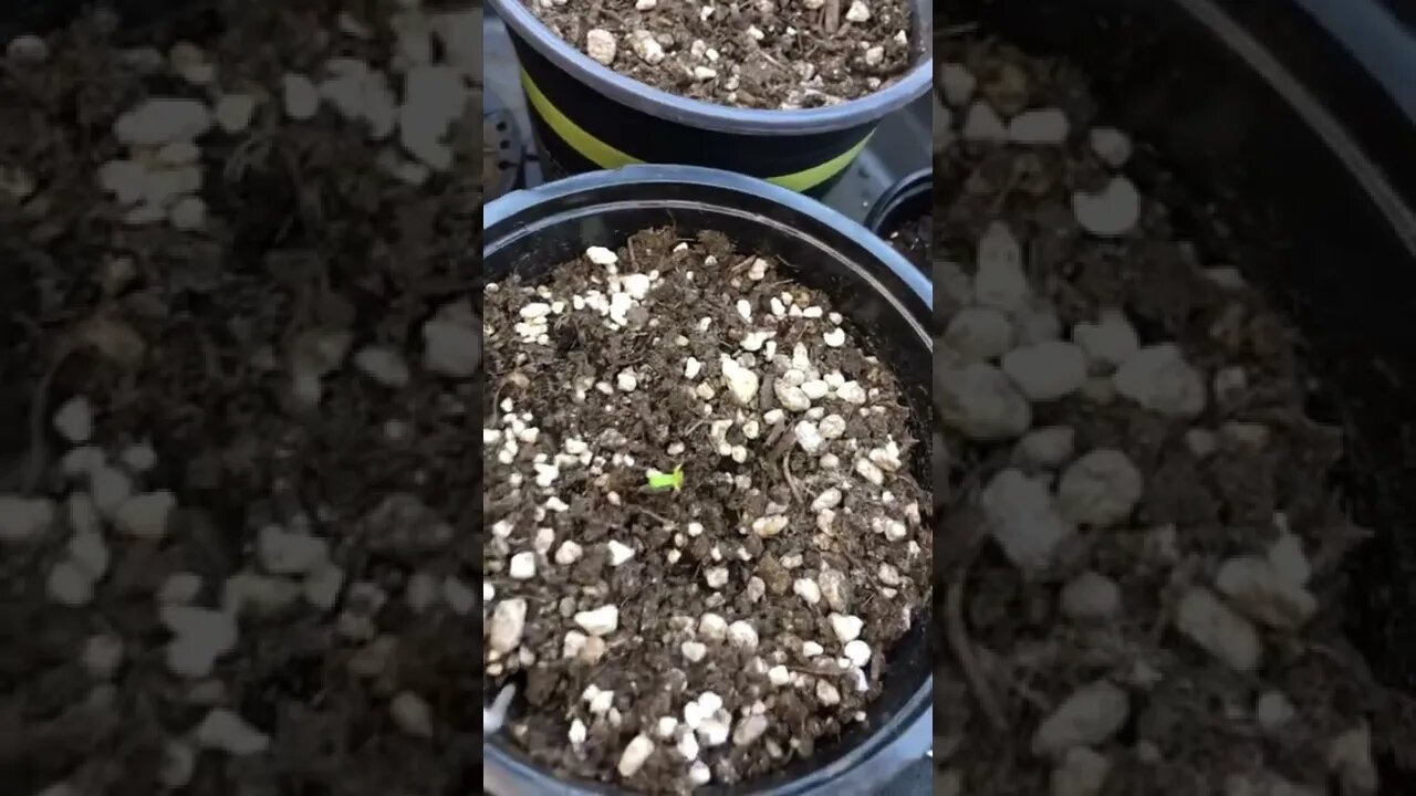 Good Cannabis Genetics’? Huge Seedling Growth 12hr