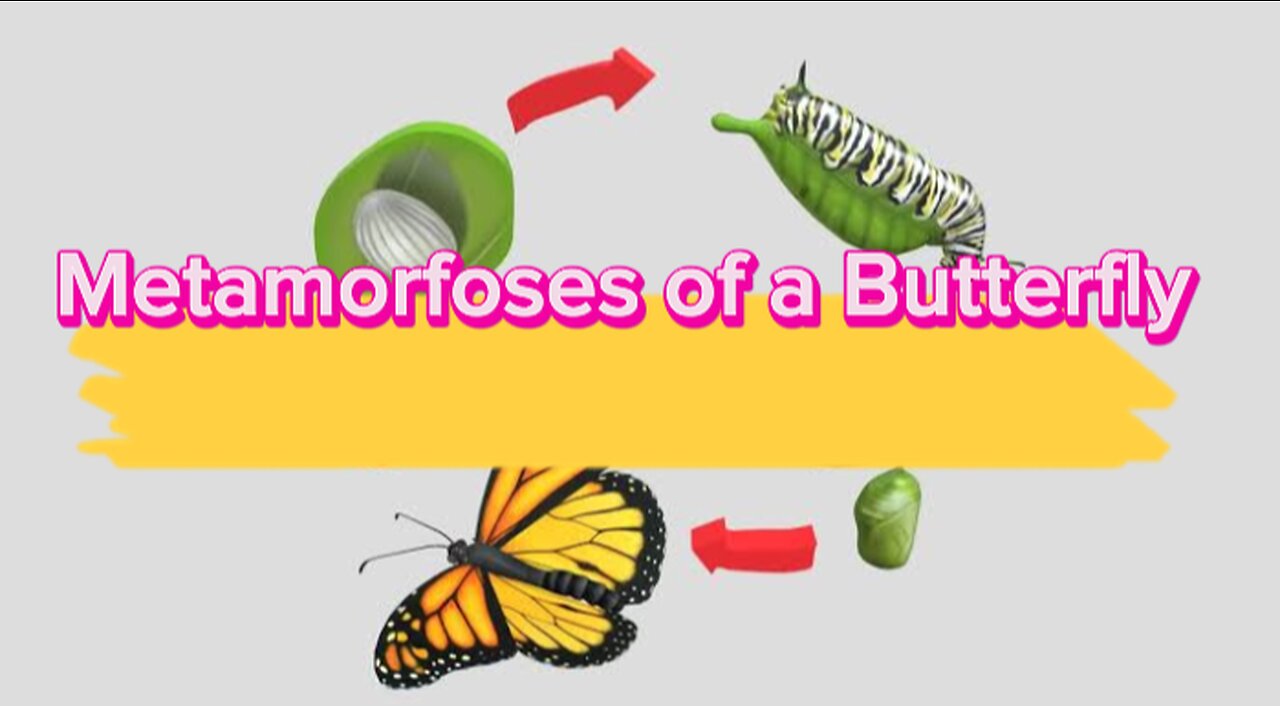 How does the process of metamorphosis of a butterfly