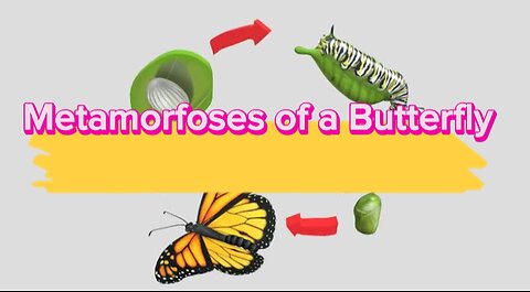 How does the process of metamorphosis of a butterfly