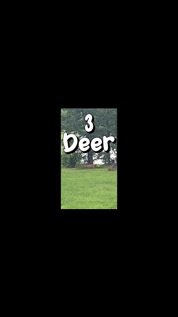 3 Deer - #shorts