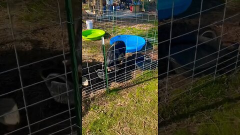 Farm Animals🌱🐷 #farmanimals #happy #farming #homestead #fy #fyp #pigs #chickens #kunekune #happy