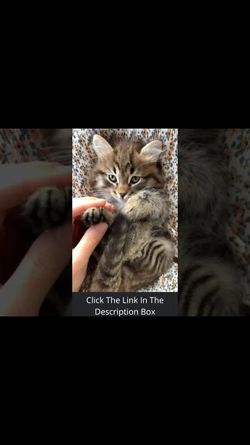 #Shorts Cute Kitten Gets A Massage