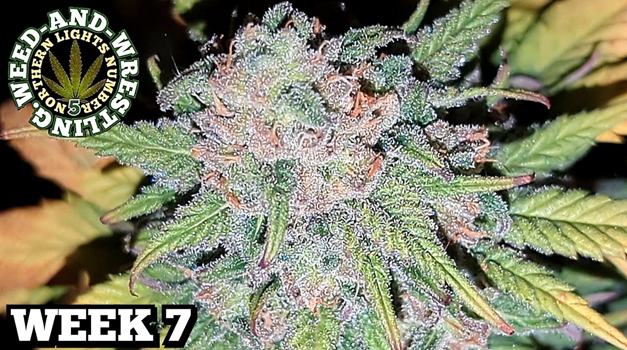 "Week-7 Flowering Cannabis" Cloudy Trichomes & Dense Frosty Marijuana Buds. NL5. Weed And Wrestling