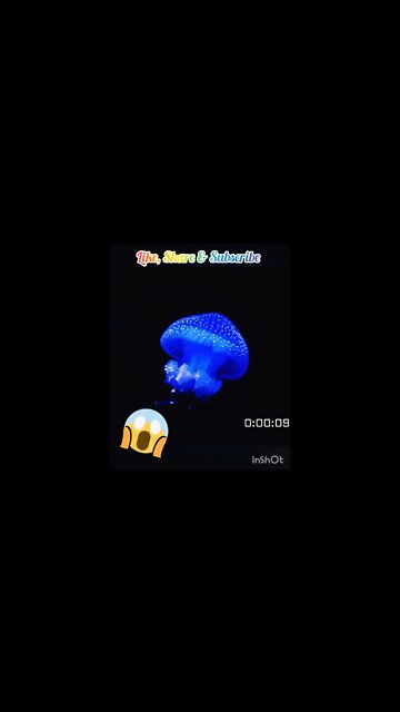 Deep Ocean Life - Jelly Fish