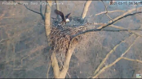 Hays Eagles Dad shows Mom the squirrel is there 2021 03 10 6:56AM