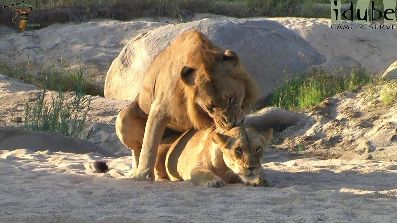 WILDlife: Lions Pairing In The Riverbed