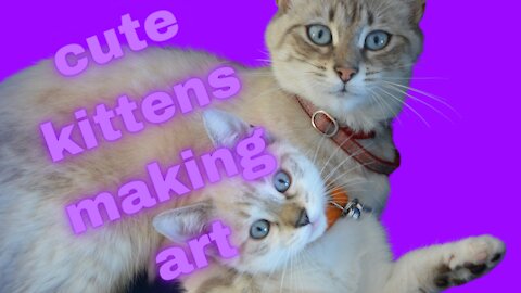 cute kitten