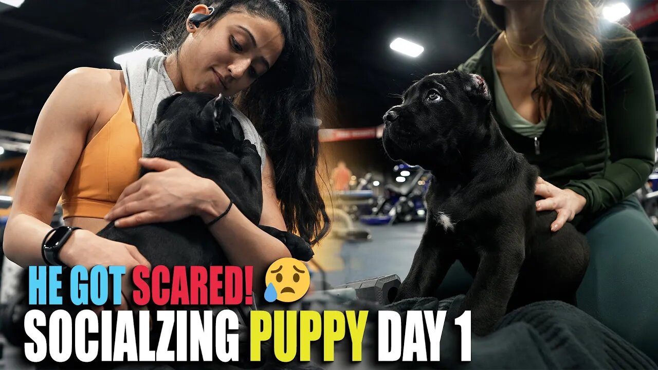 Socializing My Puppy Day 1 - Cane Corso Puppy Got SCARED!