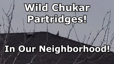 Wild Chukar Partridges Invade Our Neighborhood!! And Some Updates!