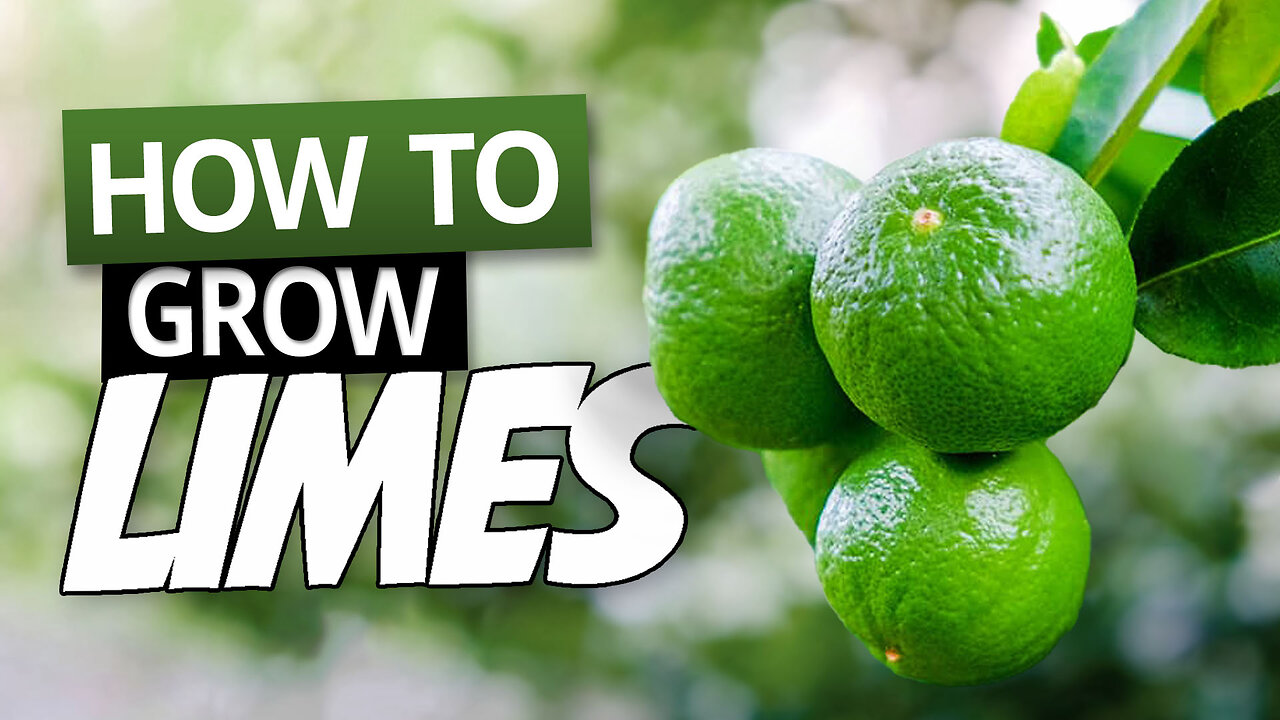 How To Grow Limes In A Pot - Growing Citrus in Containers