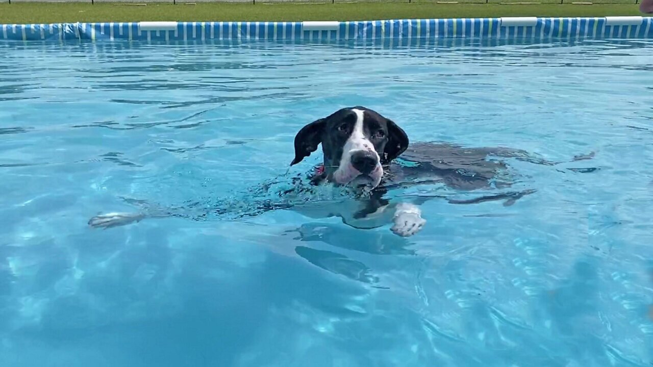 Proud Pup Enjoys First Swim Without A Life Jacket