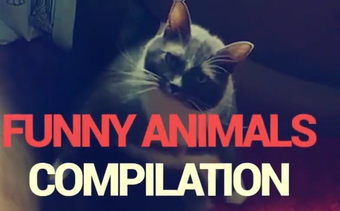 Try Not To Laugh Animals Funny Cats