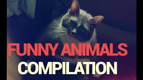 Try Not To Laugh Animals Funny Cats