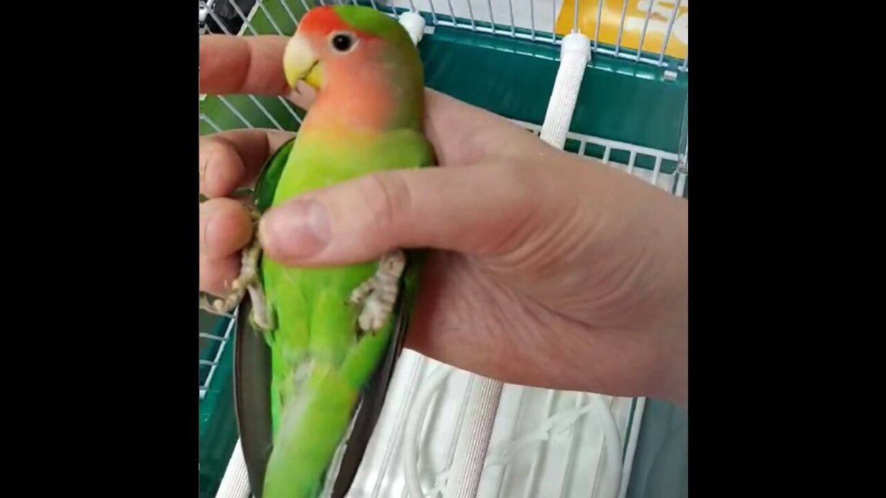 Parrot hugs