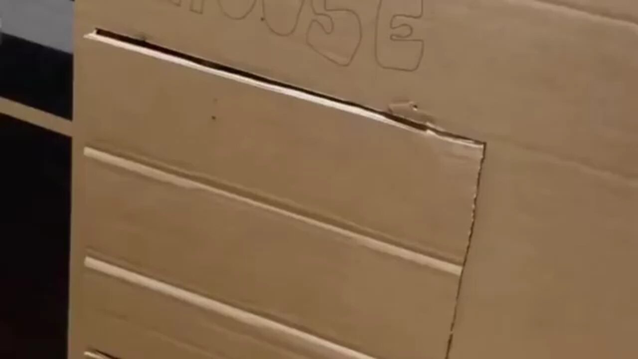 Funny_cats_videos_ever_😹_funny_cute_cats_😻_Cat_fun