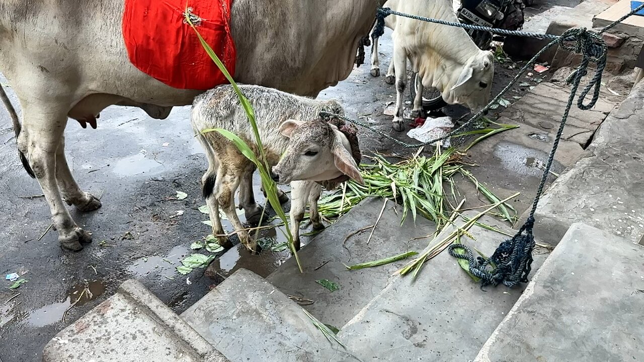 Cow ‘ calf littile cute