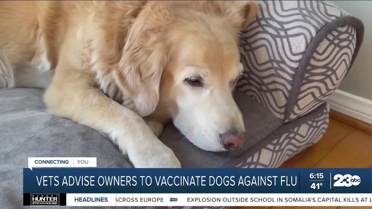 Veterinarians warn about dog flu