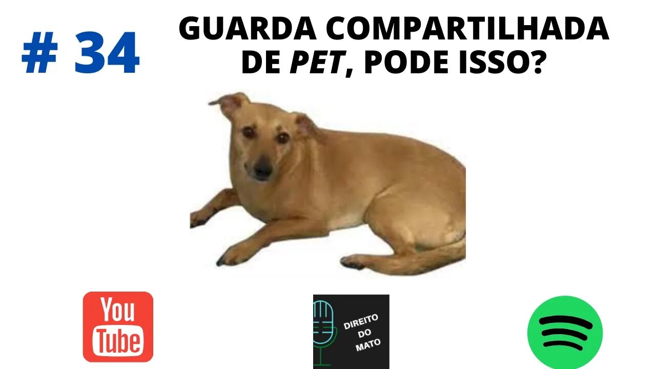 #34 GUARDA COMPARTILHADA DE PET, PODE ISSO?