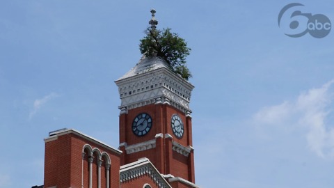 In Indiana, trees grow out of roofs.