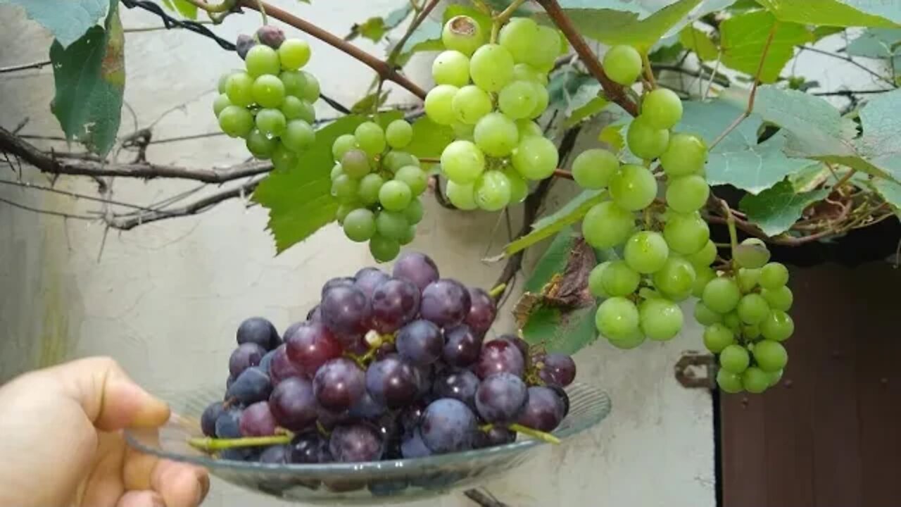 colhendo uva na calçada veja o momento certo para colher