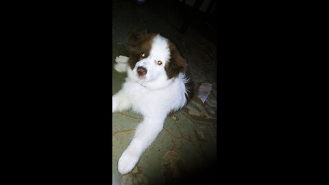 Tiny Mini Am Shepherd MAS