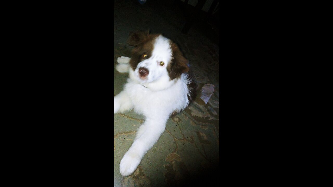 Tiny Mini Am Shepherd MAS