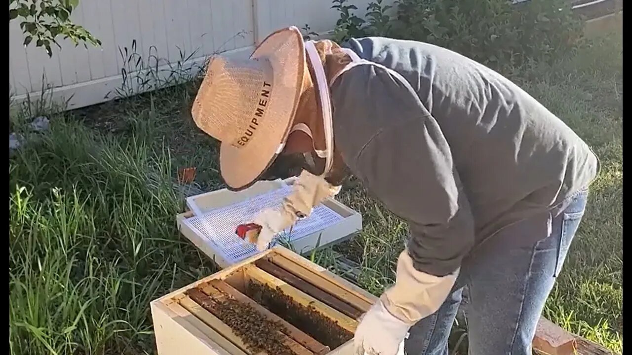 Checking On My Beehive - Two Week Inspection