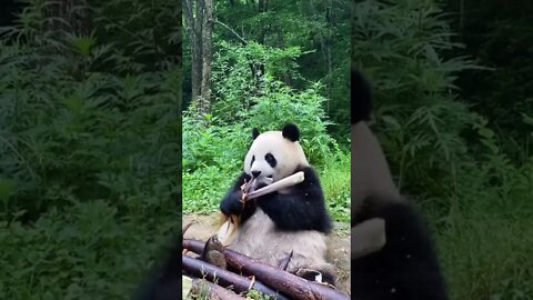 MEU PANDA #SHORTS