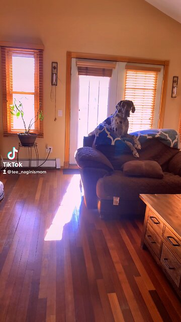 Lap sits while watching tv