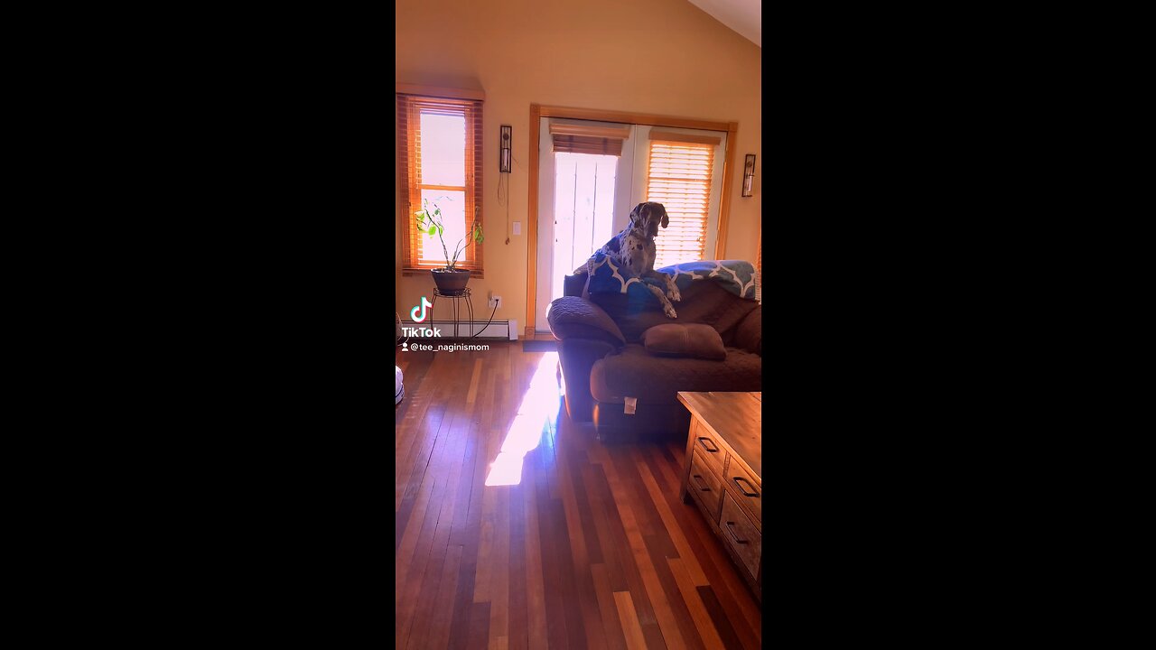 Lap sits while watching tv