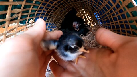 First chick born on my birthday!