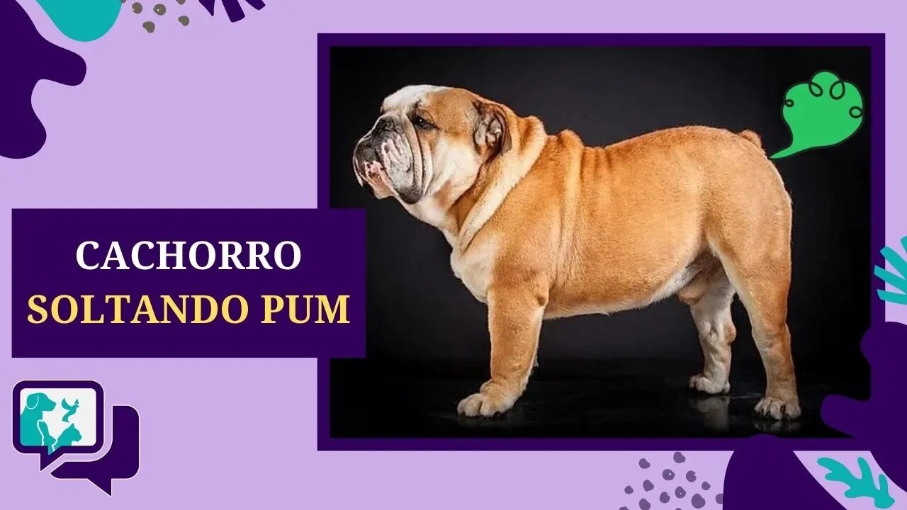 Cachorro Soltando PUM, Flatulência em Cães